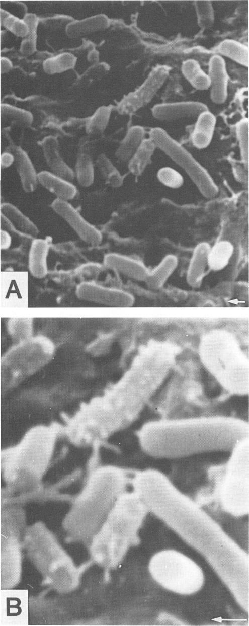 https://cdn.ncbi.nlm.nih.gov/pmc/blobs/61d7/204056/5d787ab93e39/aem00126-0078-b.jpg