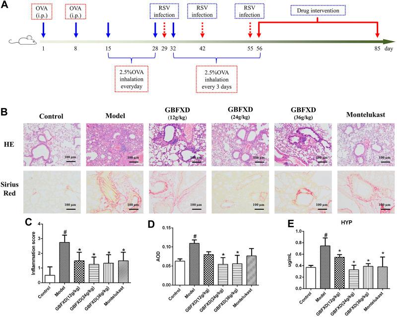https://cdn.ncbi.nlm.nih.gov/pmc/blobs/61d8/8237094/63f4b02316e7/fphar-12-588588-g002.jpg