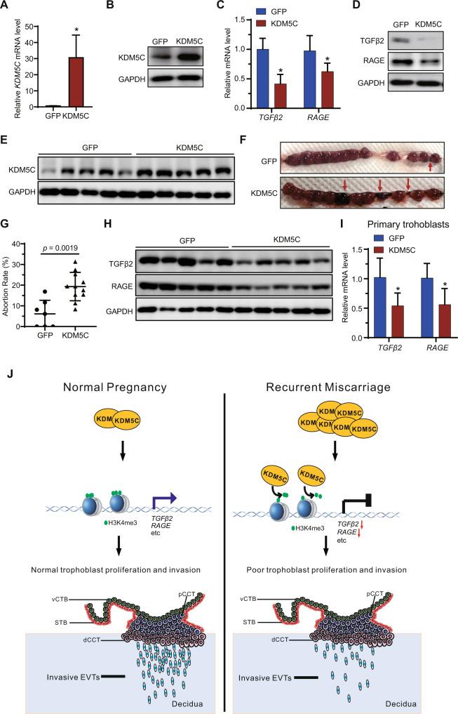 https://cdn.ncbi.nlm.nih.gov/pmc/blobs/61dc/9780362/1ff07d7beb18/41420_2022_1284_Fig8_HTML.jpg