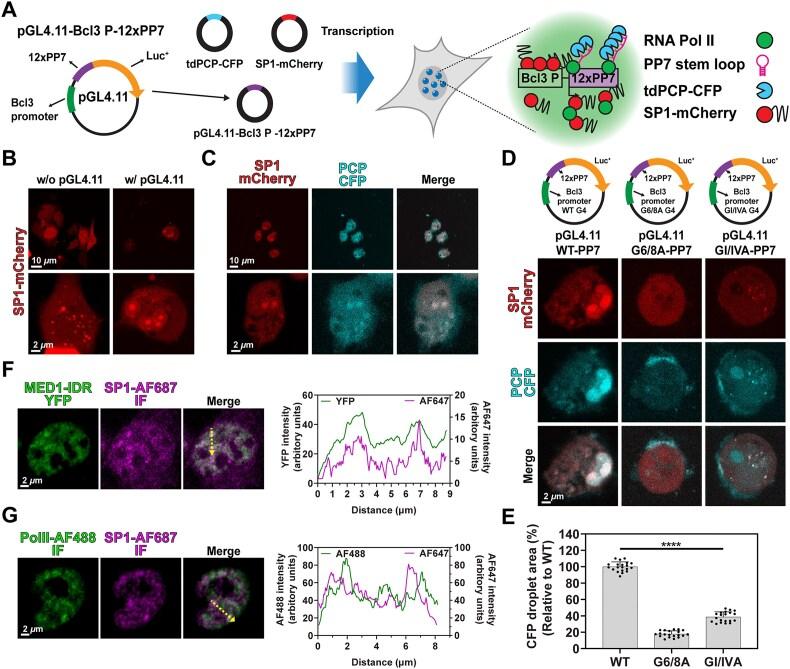 https://cdn.ncbi.nlm.nih.gov/pmc/blobs/61df/12397910/e4ee77da027b/gkaf827fig4.jpg