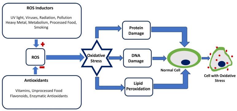 https://cdn.ncbi.nlm.nih.gov/pmc/blobs/61e0/11504047/4ac92b68c75c/antioxidants-13-01172-g001.jpg