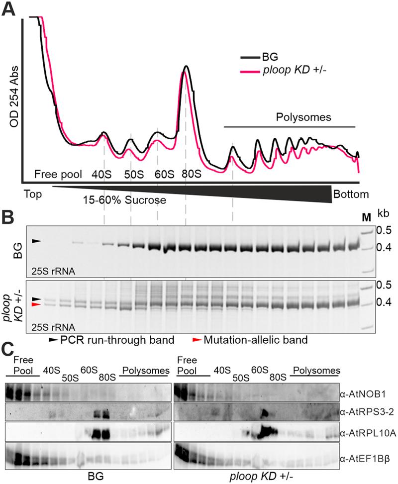 https://cdn.ncbi.nlm.nih.gov/pmc/blobs/61e1/10761087/4a7503e7c4fe/KRNB_A_2298532_F0004_OC.jpg