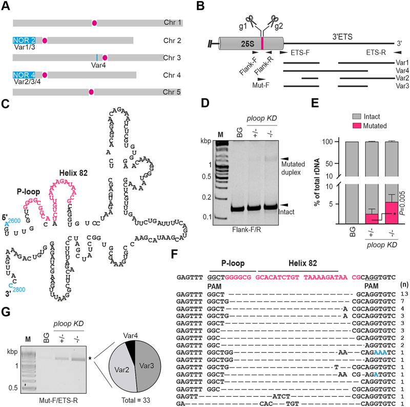 https://cdn.ncbi.nlm.nih.gov/pmc/blobs/61e1/10761087/6e71e949027b/KRNB_A_2298532_F0001_OC.jpg