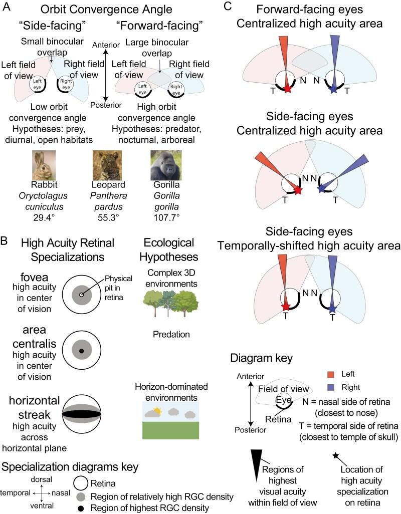 https://cdn.ncbi.nlm.nih.gov/pmc/blobs/61e2/11968189/b5fef907114a/qrae072_fig1.jpg