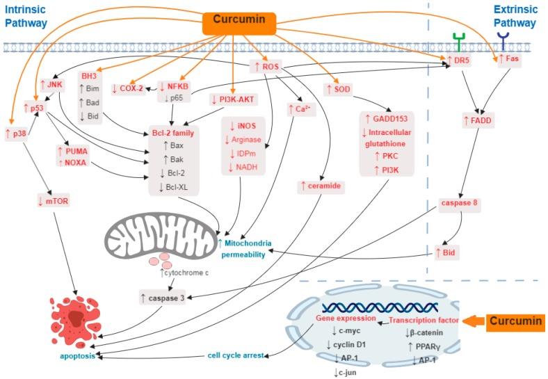 https://cdn.ncbi.nlm.nih.gov/pmc/blobs/61e5/6566943/aae8ff89f3a6/ijms-20-02454-g001.jpg