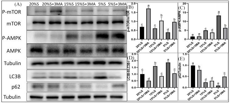 https://cdn.ncbi.nlm.nih.gov/pmc/blobs/61e9/11768654/41c9a84ea89f/vetsci-12-00011-g003.jpg
