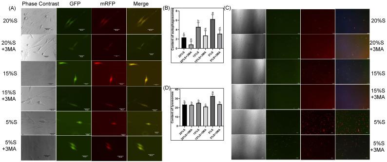 https://cdn.ncbi.nlm.nih.gov/pmc/blobs/61e9/11768654/4ff415dfcc05/vetsci-12-00011-g002.jpg