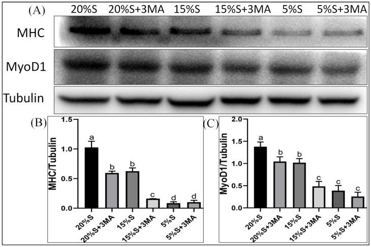 https://cdn.ncbi.nlm.nih.gov/pmc/blobs/61e9/11768654/7664087fa7a6/vetsci-12-00011-g004.jpg