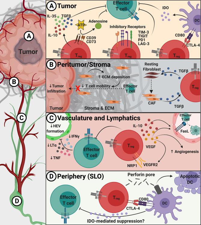 https://cdn.ncbi.nlm.nih.gov/pmc/blobs/61e9/8222776/e5fa68480e4d/fimmu-12-702726-g001.jpg
