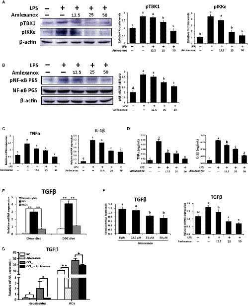 https://cdn.ncbi.nlm.nih.gov/pmc/blobs/61f1/6991653/0e09b01496a3/JCMM-24-1383-g005.jpg