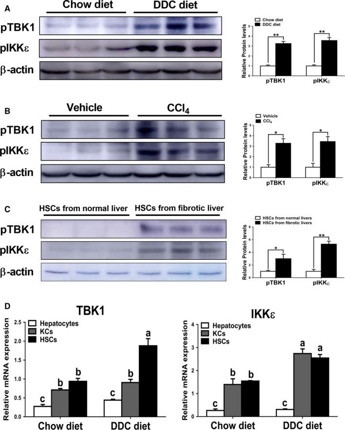 https://cdn.ncbi.nlm.nih.gov/pmc/blobs/61f1/6991653/83257e1b7a28/JCMM-24-1383-g001.jpg