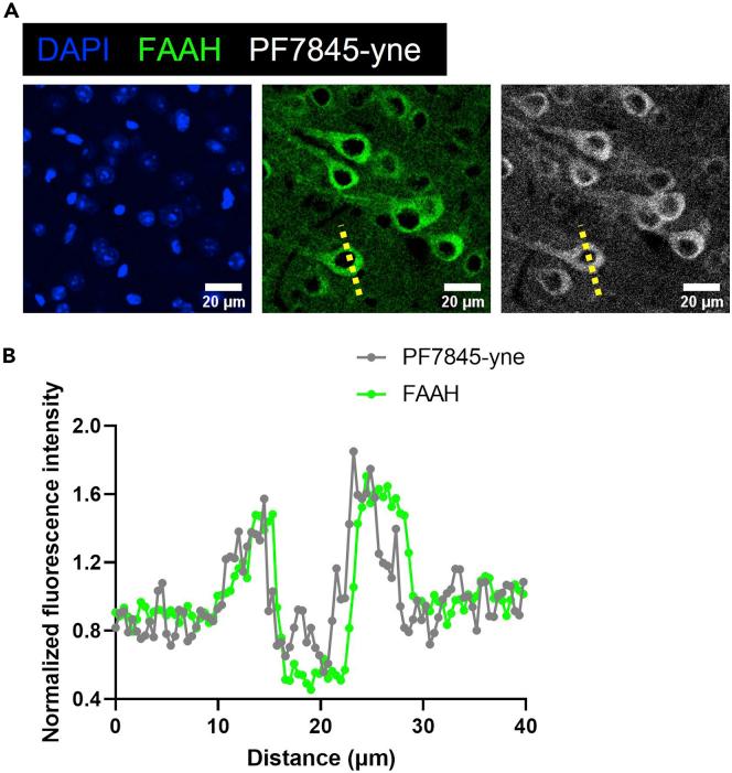 https://cdn.ncbi.nlm.nih.gov/pmc/blobs/61f1/9615031/7d7c782192b4/gr6.jpg