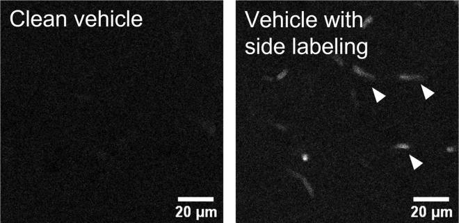 https://cdn.ncbi.nlm.nih.gov/pmc/blobs/61f1/9615031/e7e9e14669f5/gr7.jpg