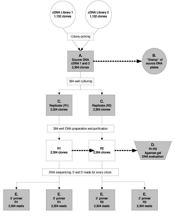 https://cdn.ncbi.nlm.nih.gov/pmc/blobs/61f2/546001/d0af64a158af/1471-2164-6-2-1.jpg