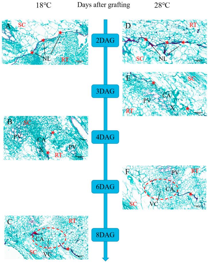 https://cdn.ncbi.nlm.nih.gov/pmc/blobs/61f3/11174965/092afb54ec9c/plants-13-01506-g001.jpg