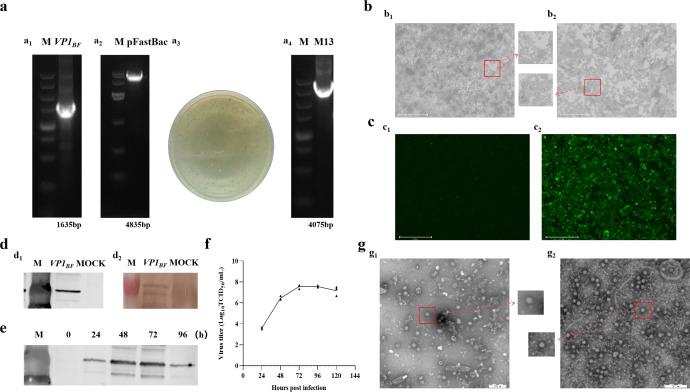 https://cdn.ncbi.nlm.nih.gov/pmc/blobs/61f3/11695357/304e177d458c/fimmu-15-1515342-g001.jpg