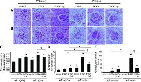 https://cdn.ncbi.nlm.nih.gov/pmc/blobs/61f4/5161521/7bc47826ad3b/fasebj201600684RRf4.jpg