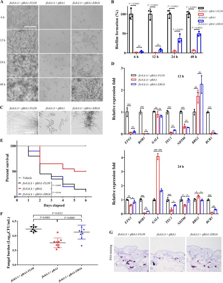 https://cdn.ncbi.nlm.nih.gov/pmc/blobs/61f5/10269489/7cdc6f15d3b7/spectrum.00393-23-f002.jpg