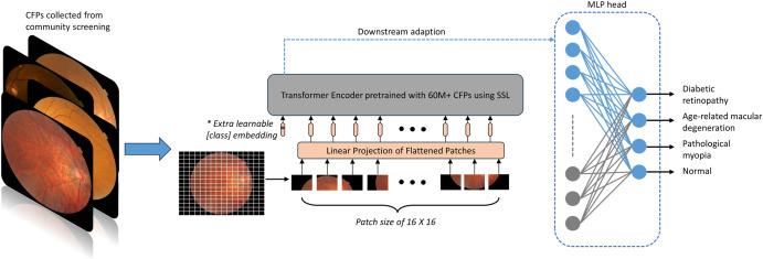 https://cdn.ncbi.nlm.nih.gov/pmc/blobs/61f5/11063045/63765706d99c/41746_2024_1109_Fig7_HTML.jpg