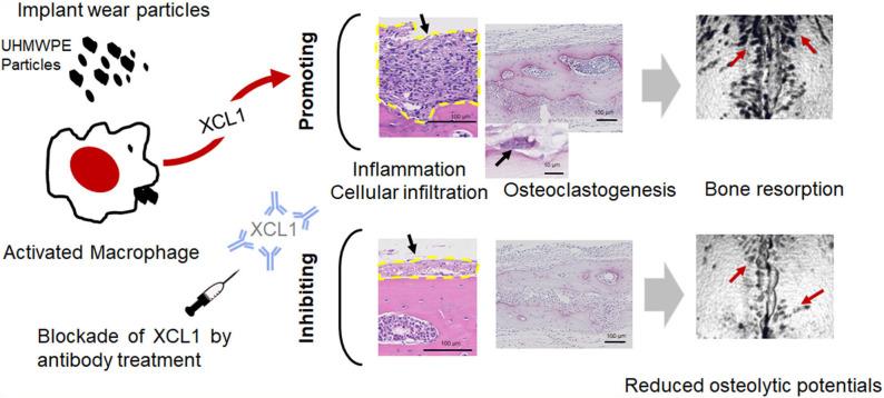 https://cdn.ncbi.nlm.nih.gov/pmc/blobs/61f5/7417302/50579301c30f/fimmu-11-01720-g0007.jpg