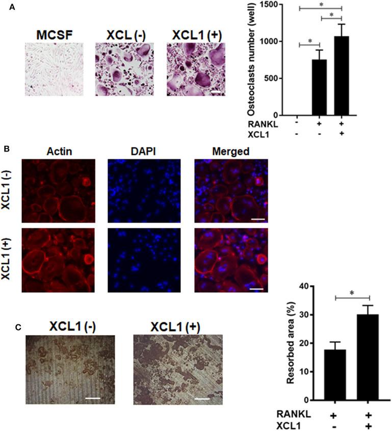 https://cdn.ncbi.nlm.nih.gov/pmc/blobs/61f5/7417302/aaaddef4100d/fimmu-11-01720-g0005.jpg