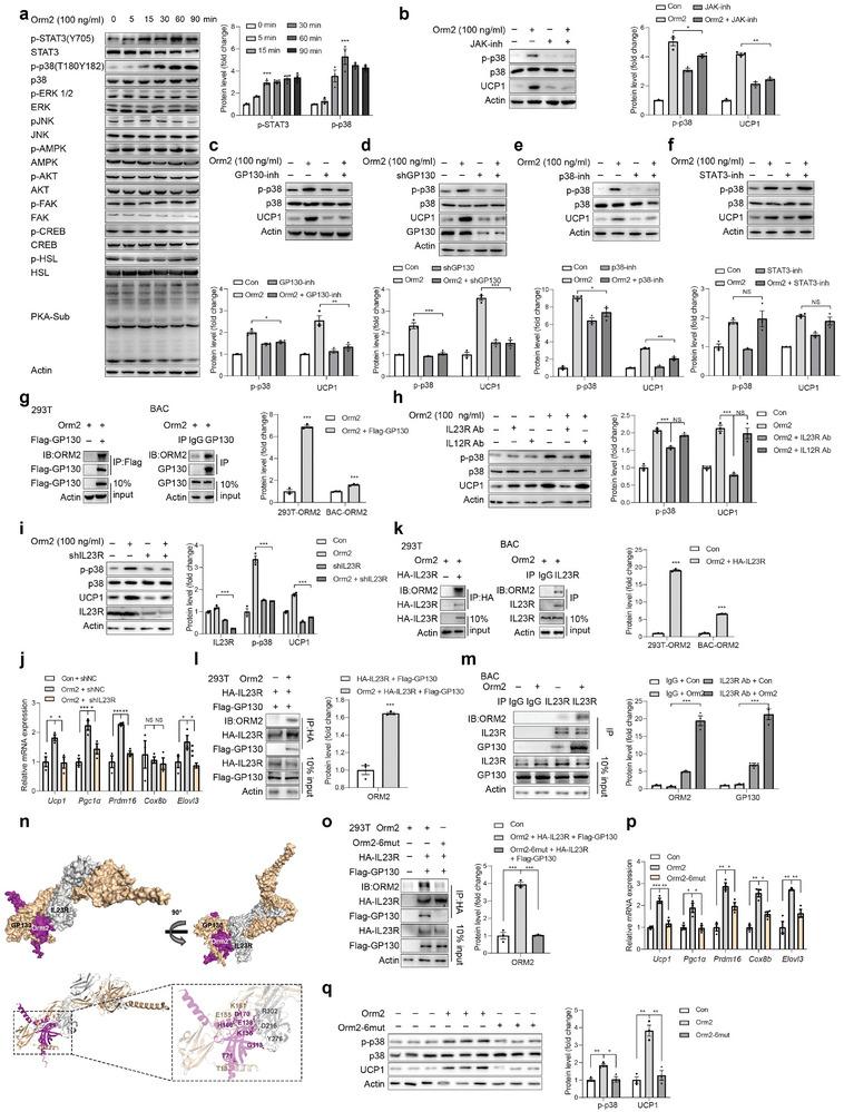https://cdn.ncbi.nlm.nih.gov/pmc/blobs/61f8/11558143/13af6223cdef/ADVS-11-2407789-g005.jpg