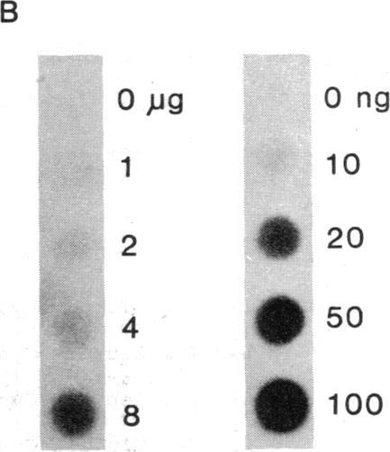 https://cdn.ncbi.nlm.nih.gov/pmc/blobs/61fa/55156/e8cbe7457da7/pnas01048-0258-a.jpg