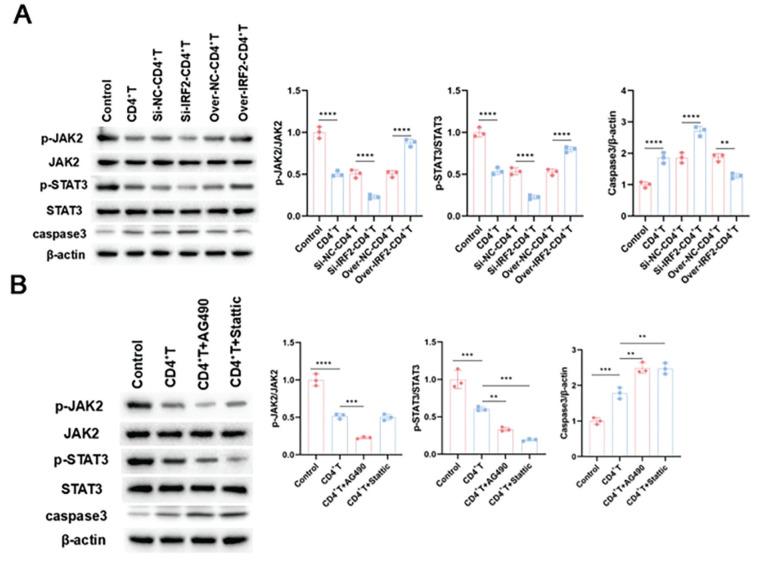 https://cdn.ncbi.nlm.nih.gov/pmc/blobs/61ff/12099465/9db46d54a97e/TurkJHematol-42-2-82-figure-6.jpg