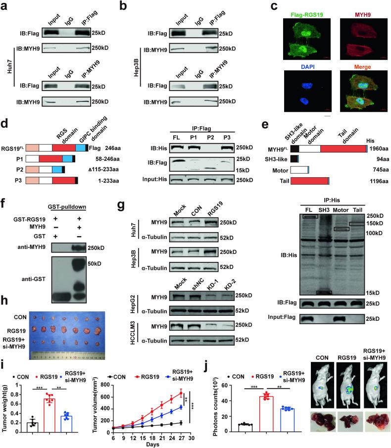 https://cdn.ncbi.nlm.nih.gov/pmc/blobs/6200/11263569/1c5a895a21ec/12276_2024_1244_Fig3_HTML.jpg