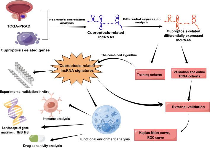 https://cdn.ncbi.nlm.nih.gov/pmc/blobs/6204/9887873/553004744a71/12885_2023_10584_Fig1_HTML.jpg