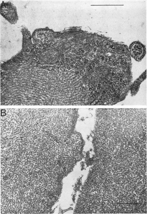 https://cdn.ncbi.nlm.nih.gov/pmc/blobs/6205/376051/1b0ec516e2a7/jvirol00293-0109-a.jpg