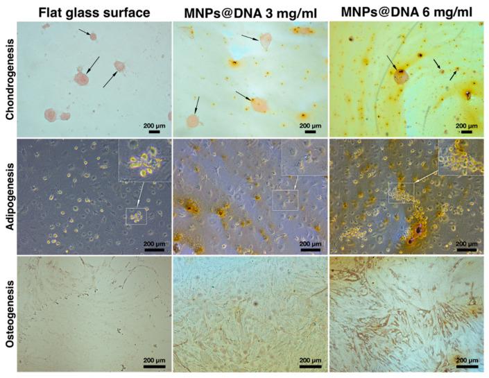 https://cdn.ncbi.nlm.nih.gov/pmc/blobs/6205/8779295/71f71da06b59/polymers-14-00344-g006.jpg