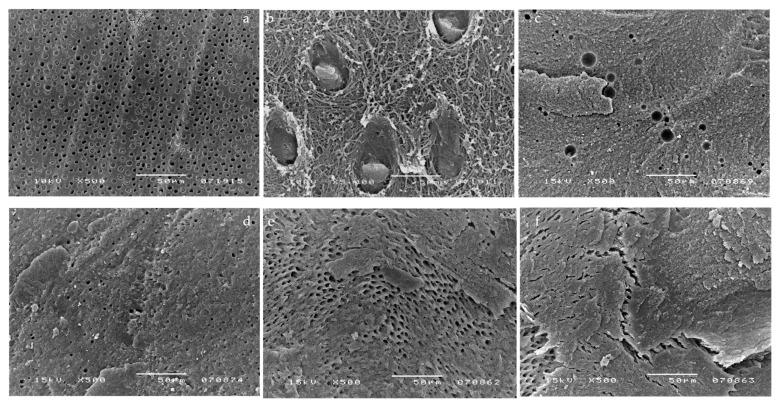 https://cdn.ncbi.nlm.nih.gov/pmc/blobs/6206/8541316/d5ecd766704f/materials-14-06200-g005.jpg