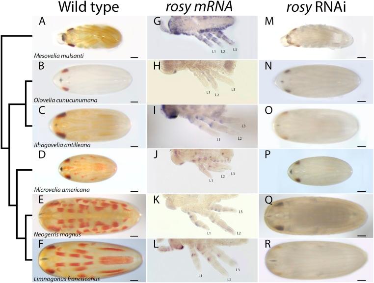 https://cdn.ncbi.nlm.nih.gov/pmc/blobs/620c/6754612/dd3487fe2299/pnas.1908316116fig06.jpg