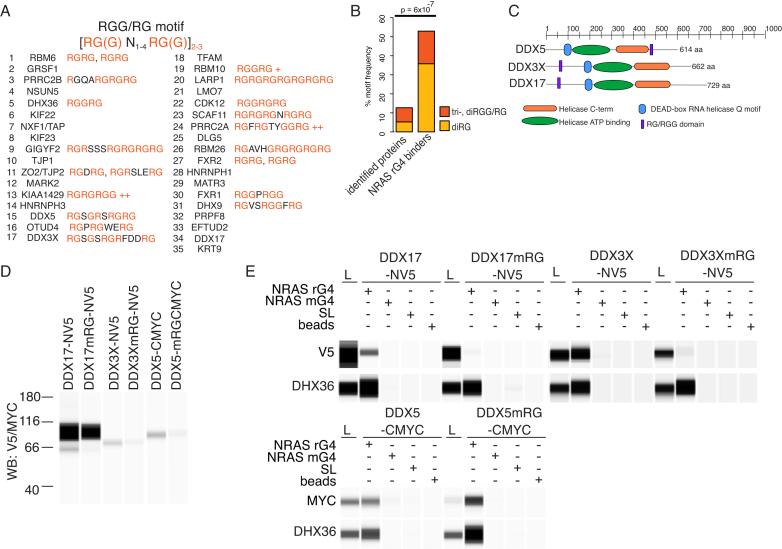 https://cdn.ncbi.nlm.nih.gov/pmc/blobs/620d/6265444/be37df194041/gky861fig5.jpg