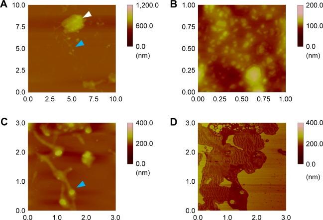 https://cdn.ncbi.nlm.nih.gov/pmc/blobs/620d/6413819/0f5ed8e5d471/ijn-14-1737Fig3.jpg
