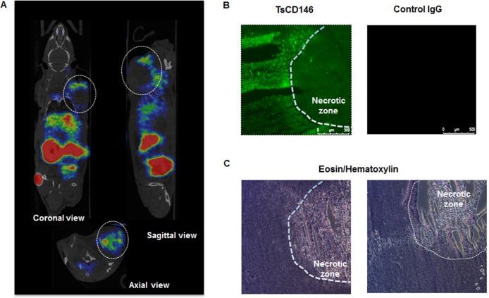 https://cdn.ncbi.nlm.nih.gov/pmc/blobs/620e/5762510/ef91121fae41/oncotarget-08-112283-g003.jpg