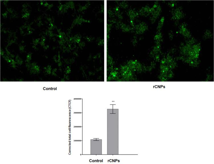 https://cdn.ncbi.nlm.nih.gov/pmc/blobs/620f/11110815/4cd8dc287c91/IJN-19-4465-g0008.jpg