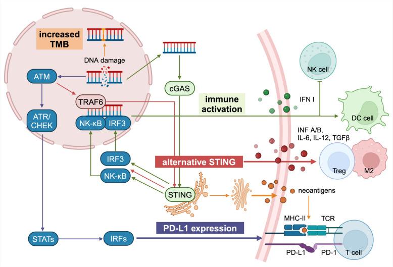 https://cdn.ncbi.nlm.nih.gov/pmc/blobs/620f/11437670/8656ded9ca7f/40364_2024_653_Fig4_HTML.jpg