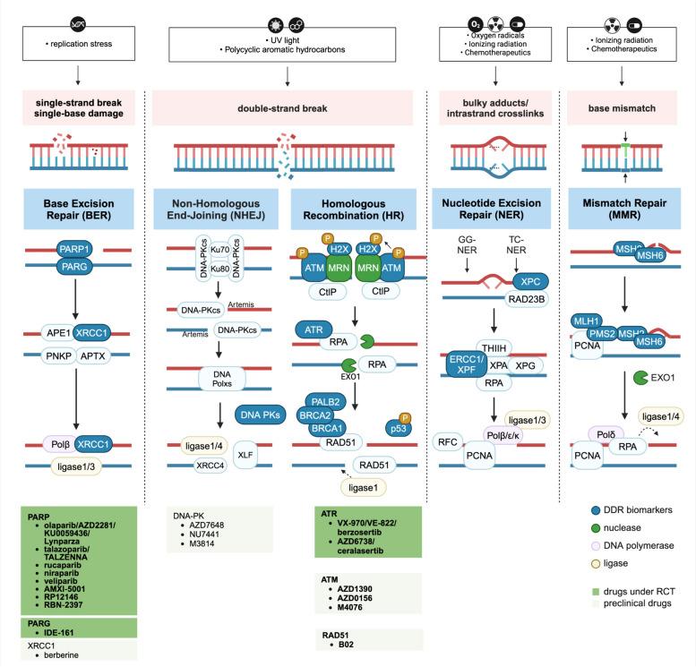 https://cdn.ncbi.nlm.nih.gov/pmc/blobs/620f/11437670/da2fb2f4b00a/40364_2024_653_Fig2_HTML.jpg