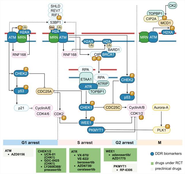https://cdn.ncbi.nlm.nih.gov/pmc/blobs/620f/11437670/e51e169b50e5/40364_2024_653_Fig3_HTML.jpg