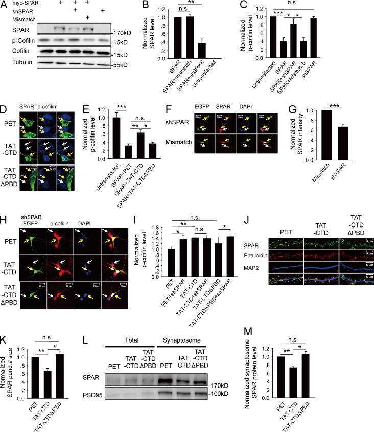 https://cdn.ncbi.nlm.nih.gov/pmc/blobs/620f/4754719/160b7166f77a/JCB_201509023_Fig5.jpg