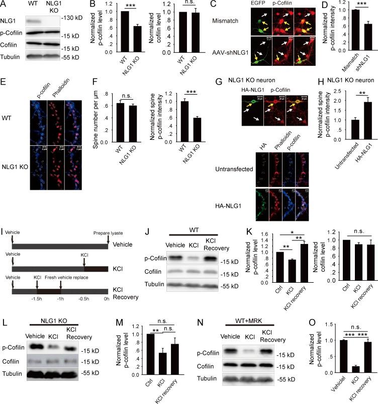 https://cdn.ncbi.nlm.nih.gov/pmc/blobs/620f/4754719/e6791b13d968/JCB_201509023_Fig1.jpg