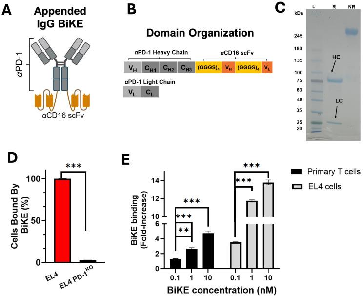 https://cdn.ncbi.nlm.nih.gov/pmc/blobs/6210/12380559/4d5b864bb186/fimmu-16-1644903-g001.jpg
