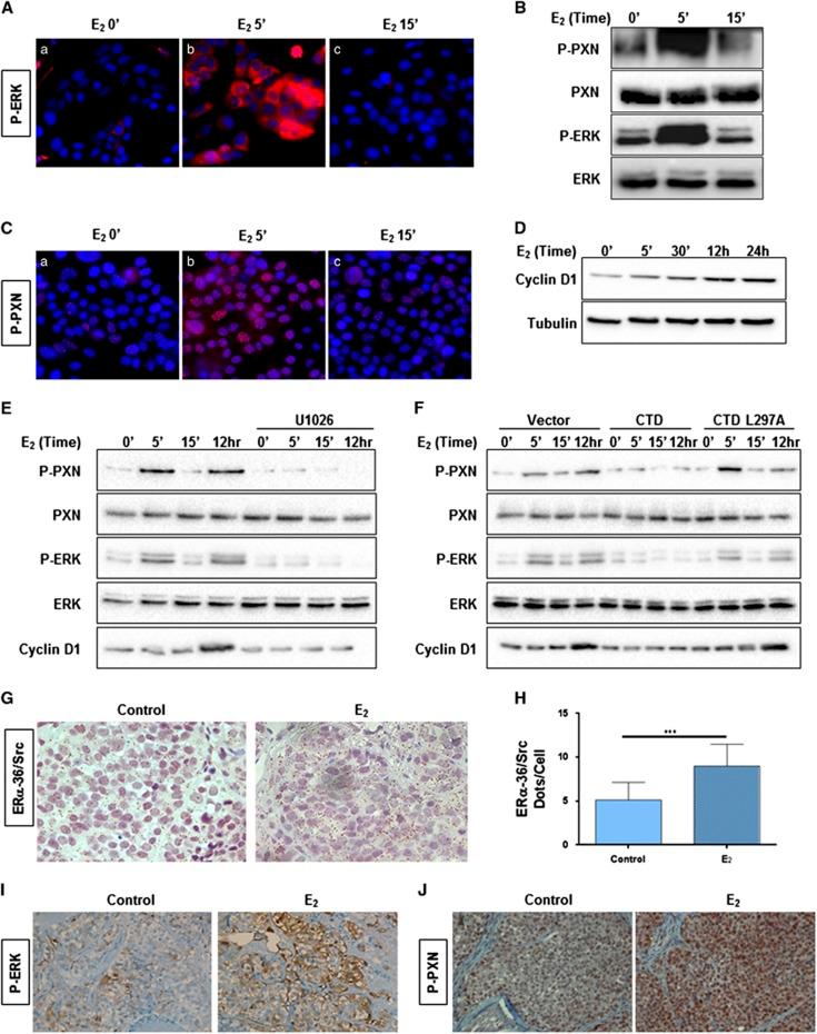https://cdn.ncbi.nlm.nih.gov/pmc/blobs/6210/5422711/c3a15eeb4e51/onc2016415f6.jpg
