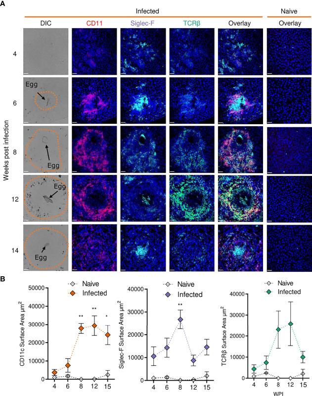 https://cdn.ncbi.nlm.nih.gov/pmc/blobs/6213/9362740/e2fd4529389f/fimmu-13-906338-g005.jpg