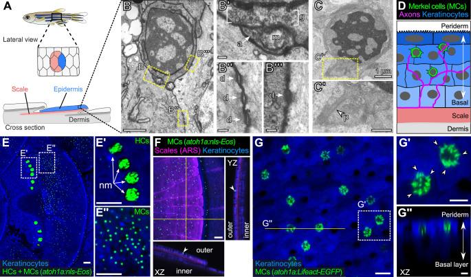https://cdn.ncbi.nlm.nih.gov/pmc/blobs/6213/9901935/95257bd50c6c/elife-85800-fig1.jpg