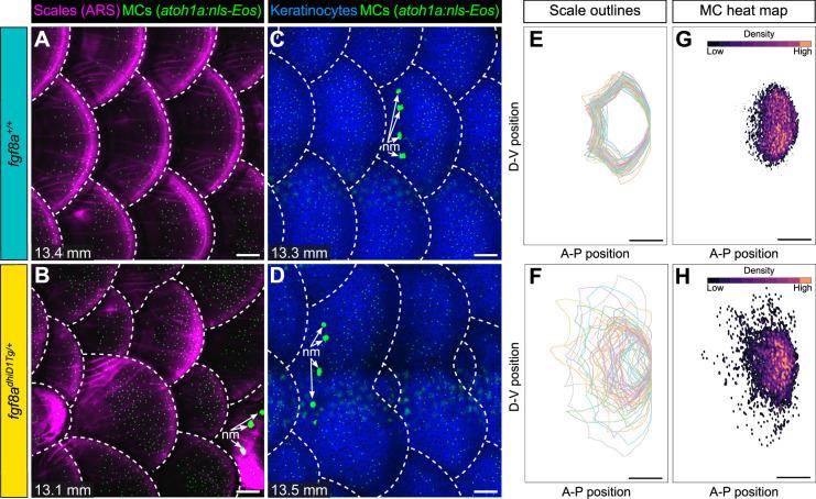 https://cdn.ncbi.nlm.nih.gov/pmc/blobs/6213/9901935/9591c99c0892/elife-85800-fig9.jpg