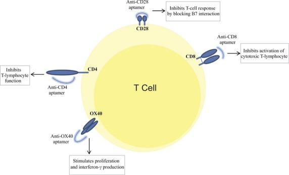 https://cdn.ncbi.nlm.nih.gov/pmc/blobs/6214/4288345/f8d769265a95/jcmm0019-0011-f2.jpg