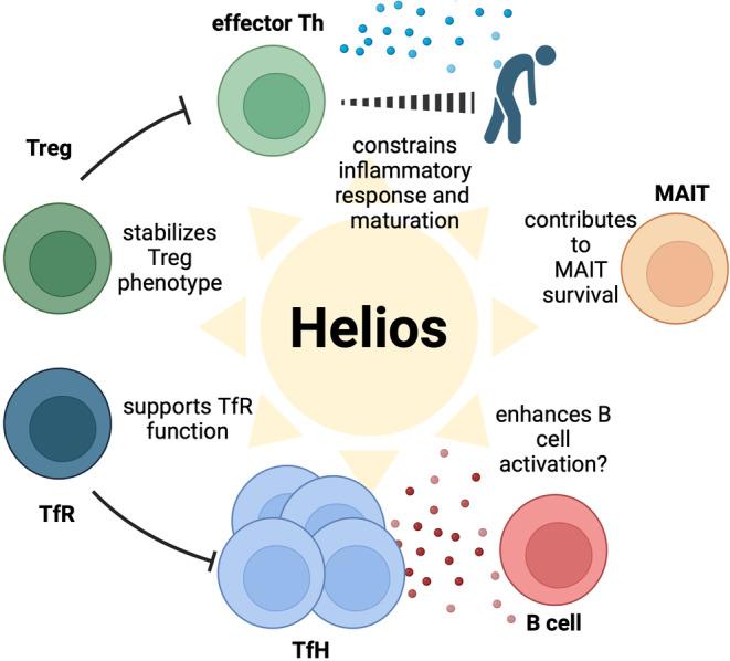 https://cdn.ncbi.nlm.nih.gov/pmc/blobs/6217/11652420/5bf80bd0f1a8/IMM-174-17-g001.jpg